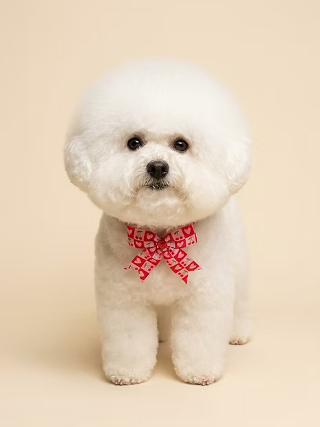 Freshly groomed dog