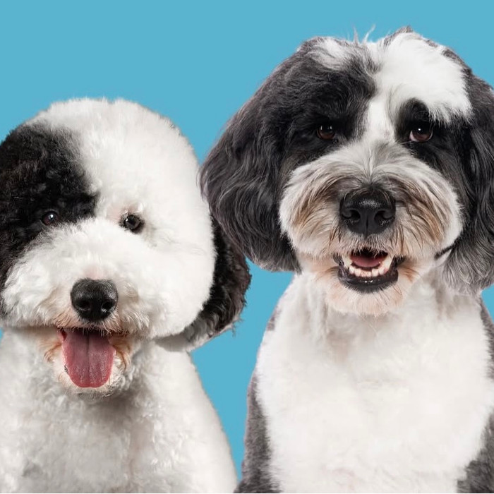 Dog with Asian Fusion styling