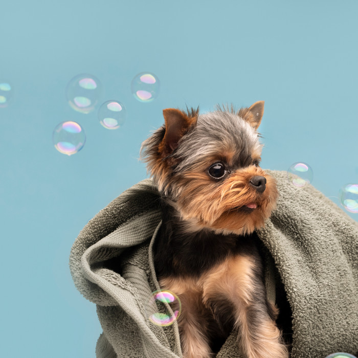 Dog in a bath with bubbles