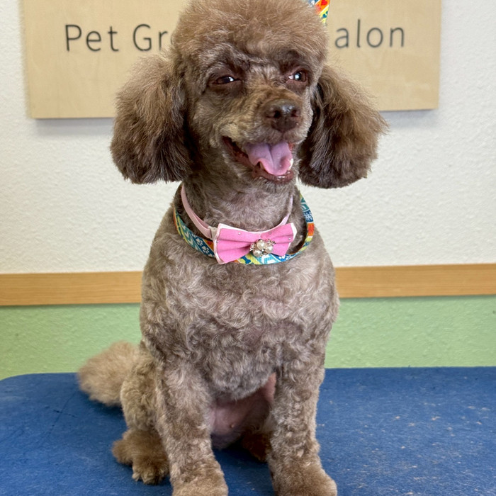 Dog with a Simply Cute everyday style