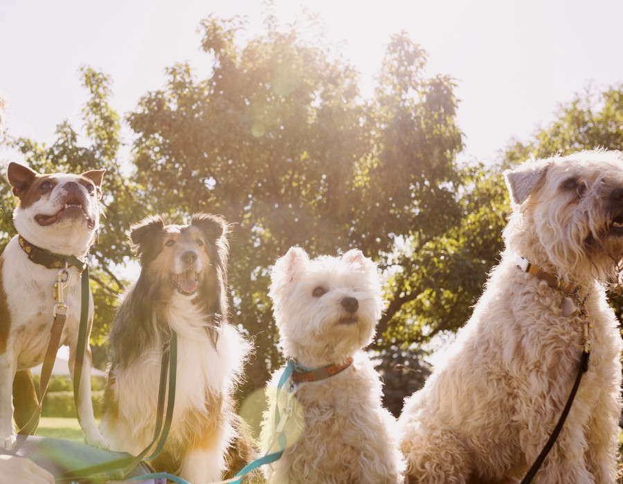 Groomer caring for a dog